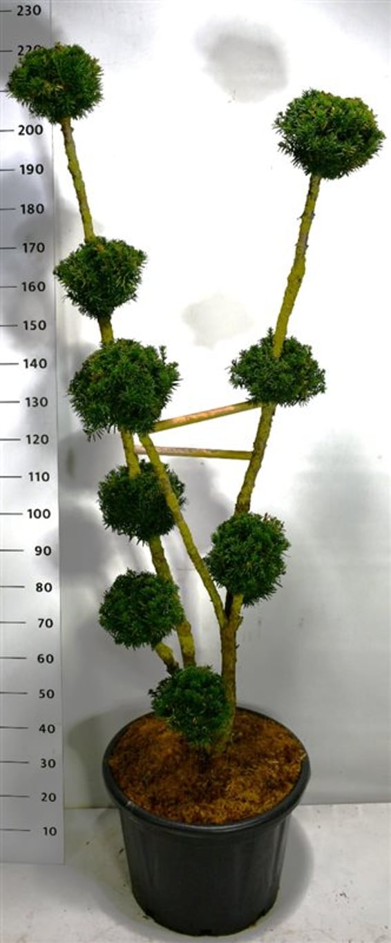 Taxus media 'Hillii' - 150-175 CM Bonsai Cont.